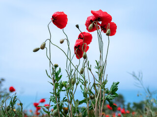 Obraz premium beautiful red poppy flower opened in spring