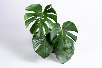 Monstera Deliciosa plant with isolated white background