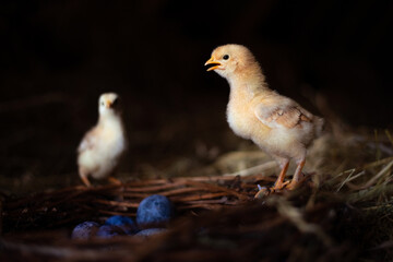 Easter baby chicken