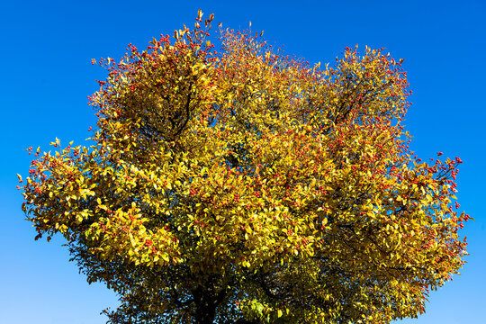 Eberesche mit roten Fr&uuml;chten und Herbstlaub