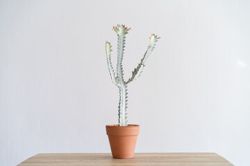 Euphorbia Lactea Albino (Euphorbia White Ghost) in terracotta pot on wooden table with isolated white background