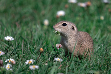 Naklejka na ściany i meble Cute European ground squirrel (Spermophilus citellus) sitting on a field eating grass