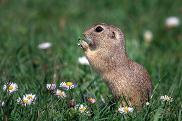 Cute European ground squirrel (Spermophilus citellus) sitting on a field eating grass