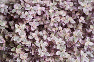 Callisia Repens Pink Lady plant leaf close up.