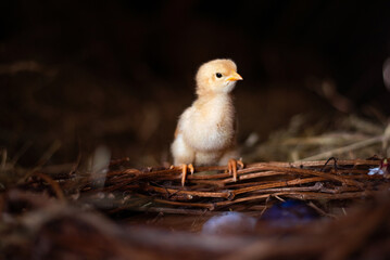 Easter baby chicken