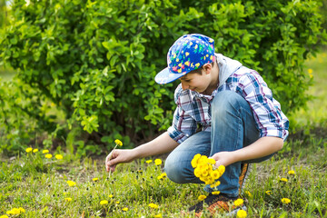 A teenager collects a bouquet of dandelions for mom for Mother's Day. Walks in the spring in nature. Beautiful wild spring flowers in a clearing.