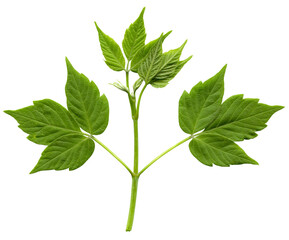 Isolated Pressed and dried leaf maple on white background