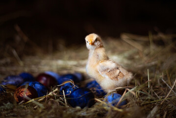 Easter baby chicken