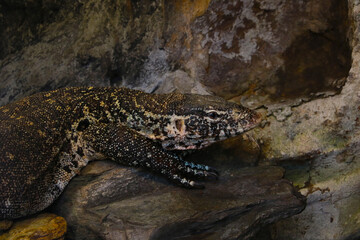 The Arizona gilatooth, or vest, is a poisonous lizard of the gilatooth family.
