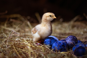 Easter baby chicken