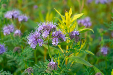 Violet cornflowers in a field