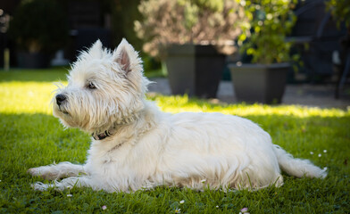 Cute West Highland White Terrier lies in the grass