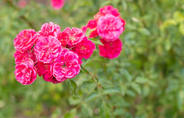 Beautiful pink rose bush with green background and copy space
