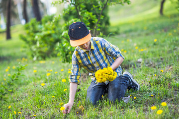 A teenager collects a bouquet of dandelions for mom for Mother's Day. Walks in the spring in nature. Beautiful wild spring flowers in a clearing.