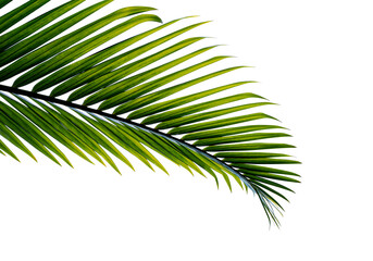 Obraz premium palm leaf isolated on white background with clipping path