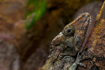 A lizard sits on the trunk of a tree. Background wildlife.