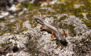 A beautiful brown lizard basks in the sun. Lies on a gray stone