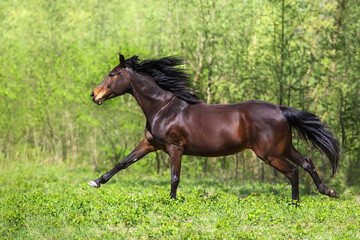 Bay stallion free run