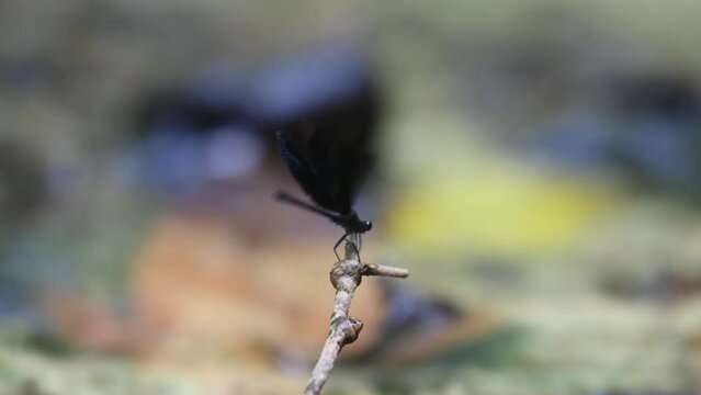 Perched on a twig in the middle of the stream then flies away to return again and again, Euphaea masoni male Damselfly, Kaeng Krachan National Park, Thailand.