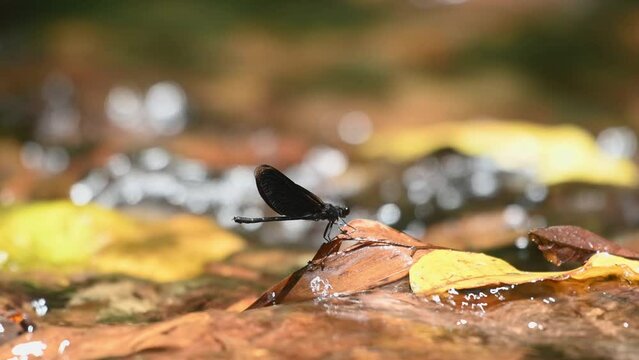 Facing to the right as it is seen in the middle of the stream during the afternoon then flies away, Euphaea masoni male Damselfly, Kaeng Krachan National Park, Thailand.