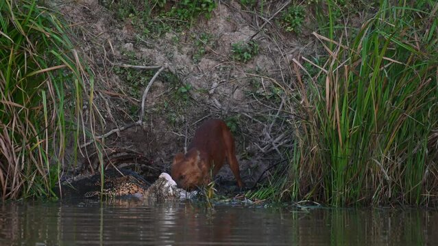 Seen pulling meat from the carcass of a Sambar Deer together with an Asian Monitor Lizard, Dhole Cuon alpinus, Khao Yai National Park, Thailand.