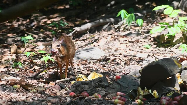 Facing to the right eating a fruit with its mouth stuffed then walks away to the left while a squirrel shows up, Lesser Mouse Deer Tragulus kanchil, KAeng Krachan National Park, Thailand.