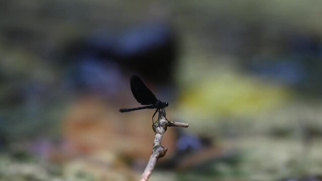 Perched on the twig facing to the right opening and closing its wings, Euphaea masoni male Damselfly, Kaeng Krachan National Park, Thailand.