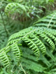 Fondo naturaleza planta