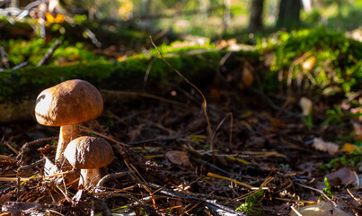 The vegetation of the forest. Small sturdy white mushroom in green grass.