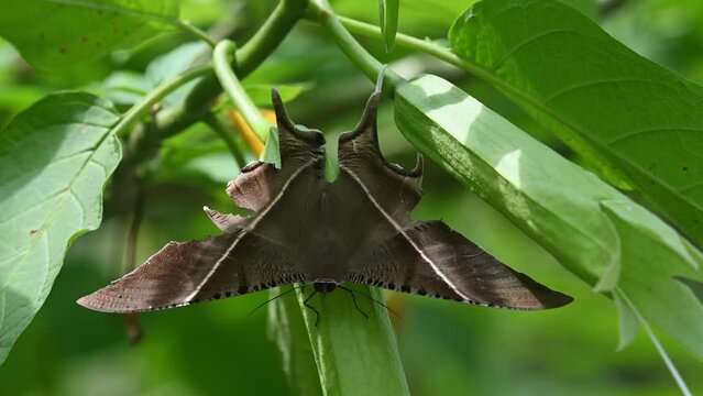 Resting deep in the plant moving with the wind as the camera zooms out, Tropical Swallowtail Moth Lyssa zampa, Khao Yai National Park, Thailand.