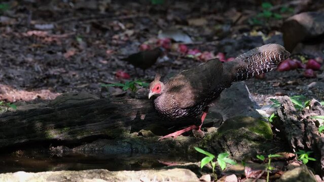 Seen drinking water at a waterhole deep in the forest then goes away to the right, Kalij Pheasant Lophura leucomelanos, Kaeng Krachan National Park, Thailand.
