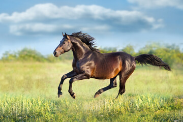 horse running in the field - 502539562