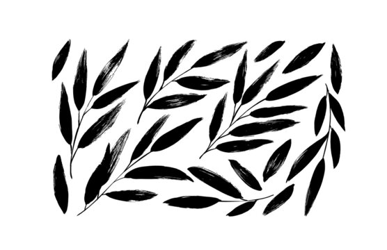 Brush branches with long leaves vector collection. Hand drawn eucalyptus foliage, herbs, tree branches. Modern brush ink illustration. Set of black silhouettes leaves isolated on white background.