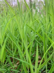 green grass, grass in the forest 