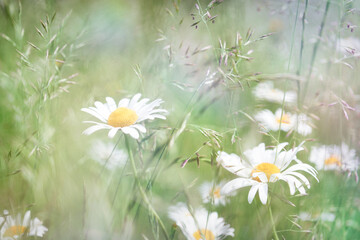 Nature background with wild flowers camomiles. Soft focus. Close up.