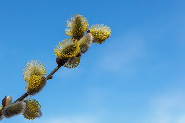 willow flowers. Blooming willow twigs and furry willow-catkins on a background of blue sky