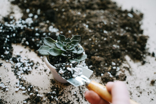 Transplanting a succulent into a plastic white pot. Echeveria The Black Prince. A spatula and a special primer for succulents and cacti. A woman's hand with a spatula.