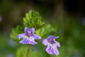 正面から見たカキドオシGlechoma hederacea subsp）の花のマクロ写真／シソ科