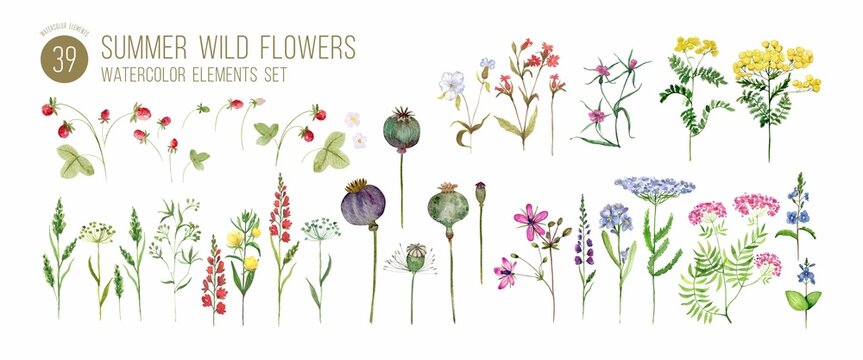 Watercolor wild flowers and blooming herbs illustrations set