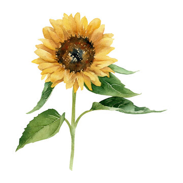 Hand-drawn watercolor sunflower botanical illustration. Yellow bright summer flower. Stem and leaves. Floral element for greeting cards design, wedding invitations, decor isolated on white background