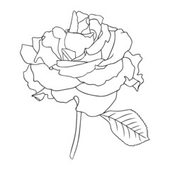 Elegant rose illustrations. Botanical line art drawings of summer flowers. Hand-drawn garden rose bud set. Florals for a wedding decor, greeting cards and invitations