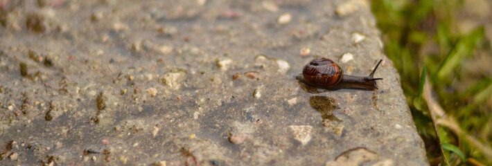 Snail crawls on the ground wet from the rain
