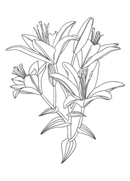 Elegant lily illustrations. Botanical line art drawings of summer flowers. Hand-drawn garden lily branch set. Florals for a wedding decor, greeting cards and invitations