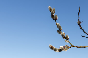 willow buds in early spring and blue sky. Blooming willow twigs and furry willow-catkins