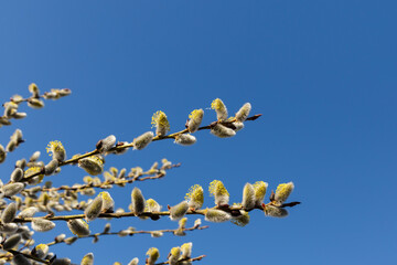 willow buds in early spring and blue sky. Blooming willow twigs and furry willow-catkins