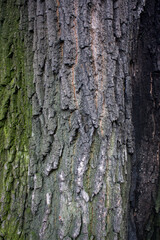 tree brown bark texture with green moss