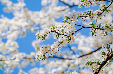 Plum spring flowers