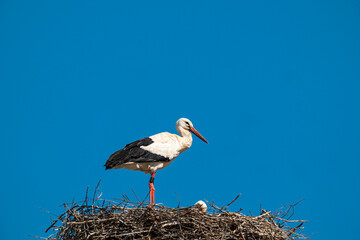  white stork in the nest against a cloudless, blue sky, copy space © Axel Jahnke
