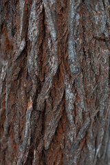 Tree trunk, bark, natural background.