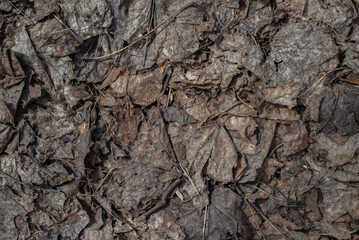The background texture is made of brown-grey withered leaves.